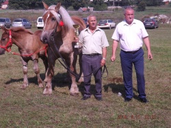 Wystawa koni zimnokrwistych w Bakałarzewie